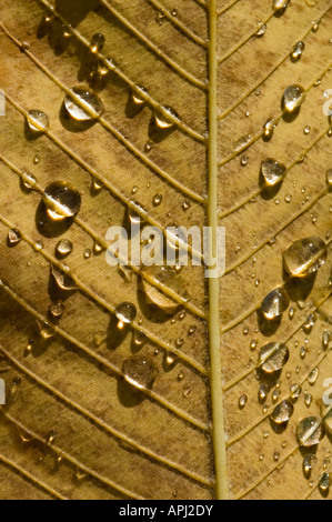 Water drops on autumnal leaf Stock Photo