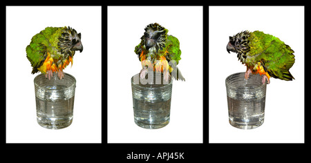 Sequence of three pictures showing Senegal Parrot having a bath in a glass of water Stock Photo