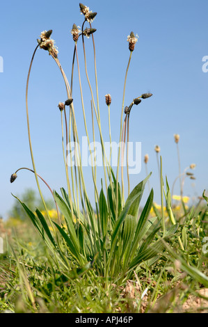 English Plantain Ribwort Plantain (Plantago lanceolata) flowering plant