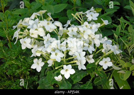 Ornamental Tobacco (Nicotiana x sanderae), flowering Stock Photo