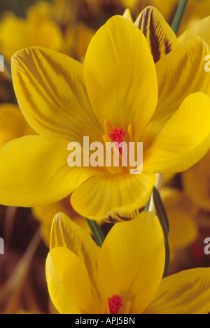 Crocus chrysanthus 'Gipsy Girl' Close up of open yellow with purple feathering, spring flowering crocuses. Stock Photo