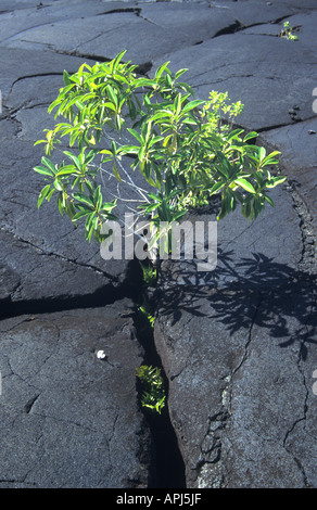 Western Samoan lava bed with new vegetation bursting through cracks Stock Photo