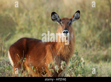 Young Waterbuck in woodland at Lake Nakuru National Park, Kenya Stock Photo