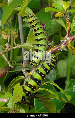 Emperor Moth (Saturnia pavonia Eudia pavonia) caterpillars eating Stock Photo