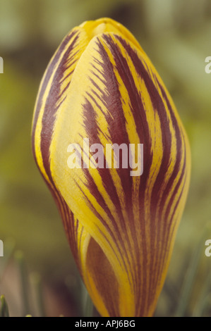 Crocus chrysanthus 'Gipsy Girl' Close up of yellow with purple feathering, spring flowering crocus. Stock Photo