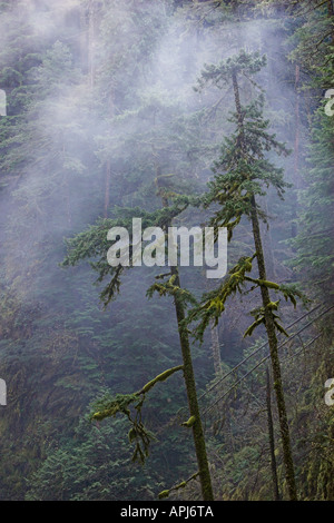 Mist in the forest above Metlako Falls on Eagle Creek, Oregon Stock Photo