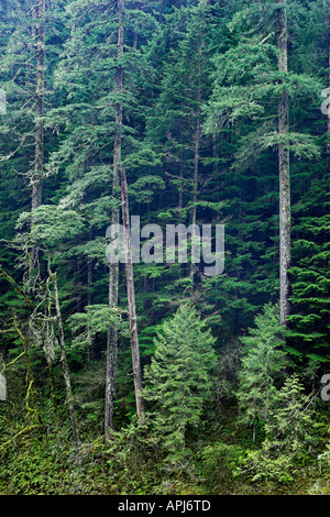 Misty Oregon forest in the Columbia River Gorge National Scenic Area Stock Photo