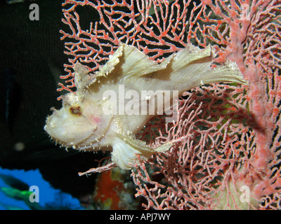 Leaf Scorpionfish Taenianotus triacanthus and Fan Coral Agincourt Reef Great Barrier Reef North Queensland Australia Stock Photo