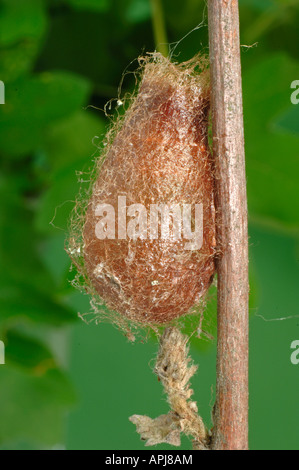 Emperor Moth (Saturnia pavonia Eudia pavonia) cocoon Stock Photo