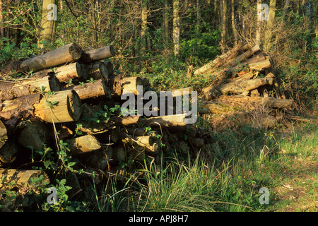 Extinct Timber Decaying timber in woodland plantation - the beginning of the food ...