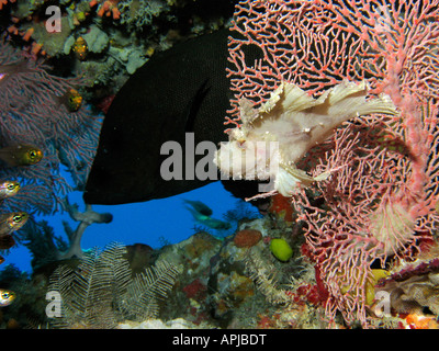 Scorpionfish Red flushed Rockcod and Fan Coral Agincourt Reef Great Barrier Reef North Queensland Australia Stock Photo