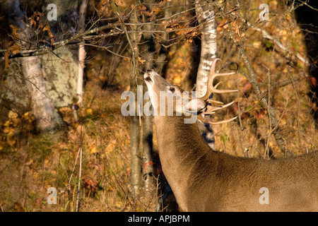 White-tailed buck (Odocoileus virginianus) rubbing on licking branch Stock Photo