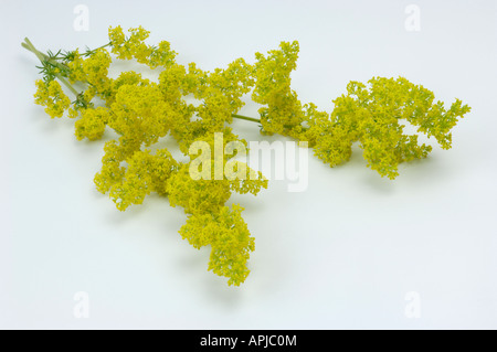 Lady s Bedstraw Yellow Bedstraw or Cheese Rennet  (Galium verum) flowering twigs studio picture Stock Photo