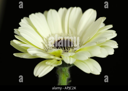 Gerbera flower close up Stock Photo