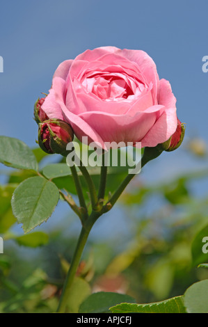 Rose (Rosa borbonica) var. Louise Odier flower Stock Photo
