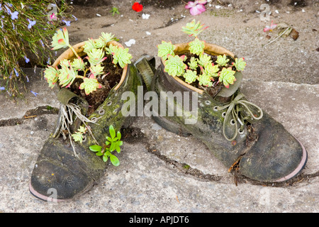 Old leather walking boots used as novel plant pots Stock Photo