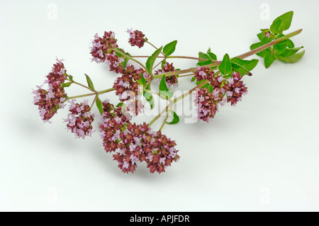 Oregano, Wild Majoram (Origanum vulgare), flowering twig; studio picture Stock Photo