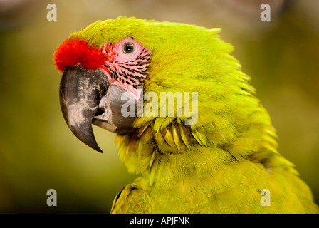 Military Macaw Macaw Mountain Copan Ruinas Honduras Stock Photo