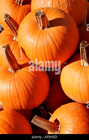 Pumpkins on sale at a market in New York Stock Photo