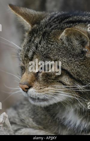 Scottish Wild Cat head Stock Photo