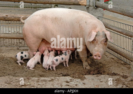 Domestic Pig (Sus scrofa domesticus) breed Dalland Sow suckling piglets Stock Photo