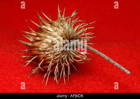 Hairy Burdock (Arctium tomentosum). Prickly seed head on fabric Stock Photo