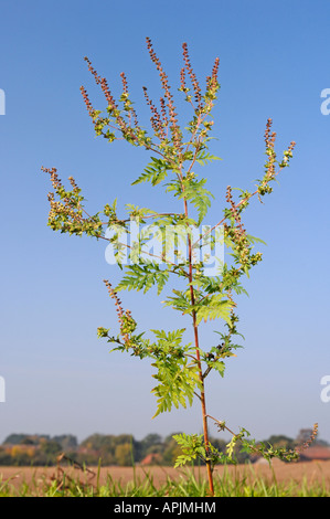 Annual Ragweed, Common Ragweed (Ambrosia artemisiifolia), flowering plant Stock Photo
