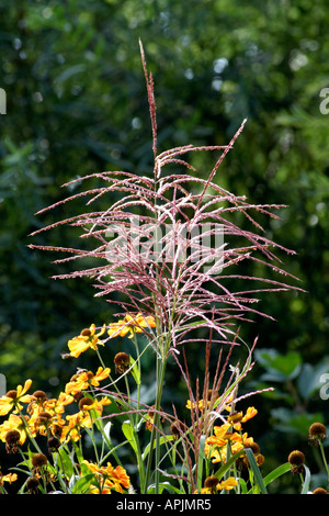 Miscanthus sinensis Rotsilber with heleniums in late summer Stock Photo