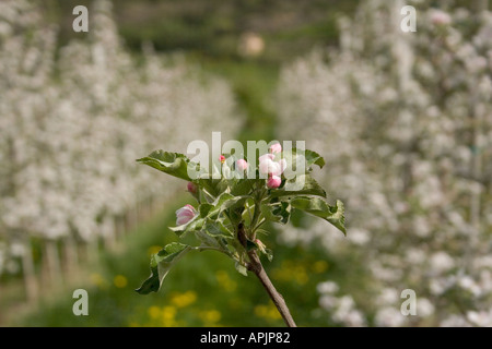 Apple blossom beginning in rows of apple trees   in Alto Adige Italy Stock Photo