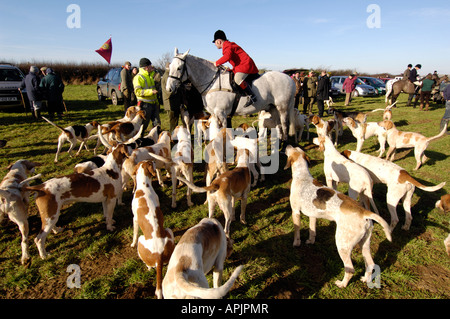 a huntsman with dogs hunting for foxes with hounds Stock Photo