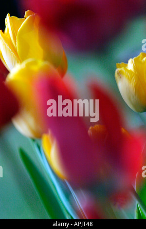 ABSTRACT OF RED AND YELLOW TULIP FLOWERS Stock Photo