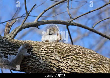 Two young American Grey Squirrels playing on a thick limb. Stock Photo