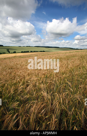 FIELD OF BARLEY AT FENSTEAD END NEAR BURY ST EDMUNDS IN SUFFOLK Stock Photo