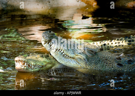 Two Salt Water Crocodiles, Male and Female Stock Photo