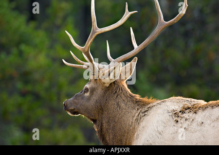A selective focus close up rear view of a bull elk looking away Stock Photo