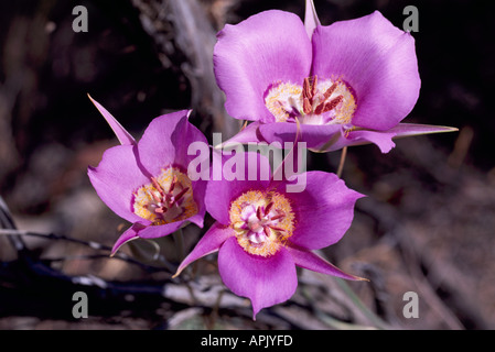 Sagebrush Mariposa Lily (Calochortus macrocarpus) in bloom - Wild Flowers / Wildflowers blooming in BC, British Columbia, Canada Stock Photo