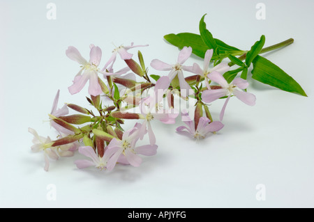 Soapwort Bouncing Bet Bruisewort Fullers Herb Wild Sweet William (Saponaria officinalis) stem with flowers Stock Photo