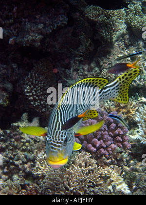 Diagonal Banded Sweetlips Plectorhinchus lineatus Agincourt Reef Great Barrier Reef North Queensland Australia Stock Photo