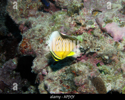 Redfin Butterflyfish Chaetodon trifasciatus Agincourt Reef Great Barrier Reef North Queensland Australia Stock Photo