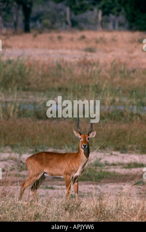 Puku, North Luangwa National Park, Zambia. Stock Photo