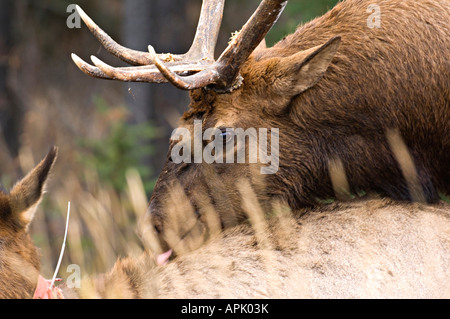 A close up of a bull elk being armors with a female in rutting season Stock Photo