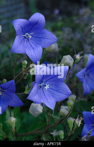 Balloon Flower (Platycodon grandiflorus, Campanula glauca), flowering Stock Photo