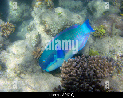 Steephead Parrotfish Chlorurus microrhinos Low Isles Great Barrier Reef North Queensland Australia Stock Photo