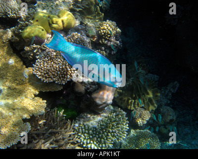 Steephead Parrotfish Chlorurus microrhinos Agincourt Reef Great Barrier Reef North Queensland Australia Stock Photo