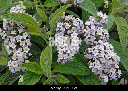 Cherry Pie, Garden Heliotrope (Heliotropium arborescens, Heliotropium peruvianum), variety: Scentropia Silver, flowering Stock Photo