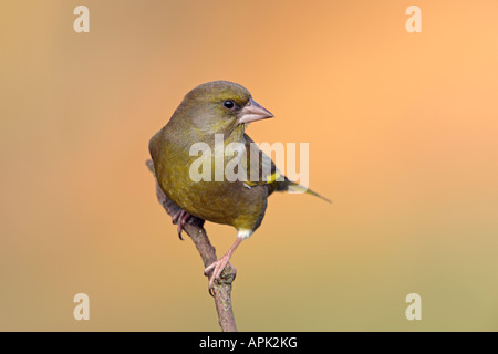 Greenfinch Carduelis chloris perched on twig looking alert Potton Bedfordshire Stock Photo