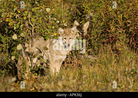 Two young coyotes Stock Photo