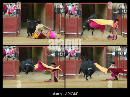 Four frames sequence of a thrilling and breathtaking bullfight action Stock Photo