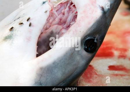 Dogfish teeth hi-res stock photography and images - Alamy