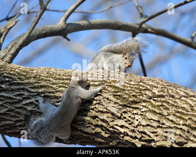 Two young American Grey Squirrels on a thick limb. Stock Photo